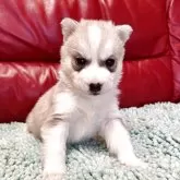 シベリアンハスキー【群馬県・男の子・2025年10月1日・レッド&ホワイト】の写真1