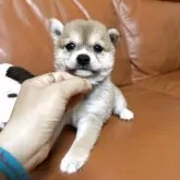 豆柴