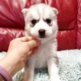 シベリアンハスキー