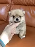 ポメ柴(ポメラニアン×豆柴)【群馬県・女の子・2025年3月17日・赤】の写真2