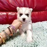 シベリアンハスキー【群馬県・男の子・2025年10月1日・レッド&ホワイト】の写真2