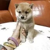 豆柴【群馬県・男の子・2025年9月2日・赤】の写真2