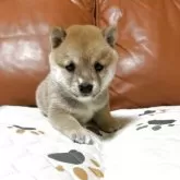 豆柴【群馬県・男の子・2025年9月2日・赤】の写真3