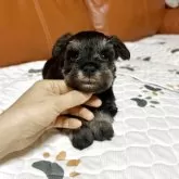 ミニチュアシュナウザー【群馬県・男の子・2025年10月21日・ソルト&ペッパー】の写真3