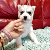 シベリアンハスキー【群馬県・男の子・2025年10月1日・レッド&ホワイト】の写真3