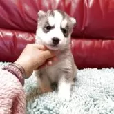 シベリアンハスキー【群馬県・女の子・2025年10月1日・シルバー&ホワイト】の写真4