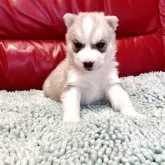 シベリアンハスキー【群馬県・男の子・2025年10月1日・レッド&ホワイト】の写真5