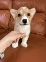 ウェルシュ・コーギー・ペンブローク【群馬県・女の子・2024年12月2日・レッド&ホワイト】の写真5