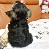 ミニチュアシュナウザー【群馬県・男の子・2025年10月21日・ソルト&ペッパー】の写真5