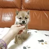 豆柴【群馬県・男の子・2025年9月2日・赤】の写真6