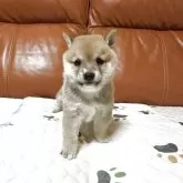 豆柴【群馬県・男の子・2025年9月2日・赤】の写真7