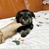 ミニチュアシュナウザー【群馬県・男の子・2025年10月21日・ソルト&ペッパー】の写真7