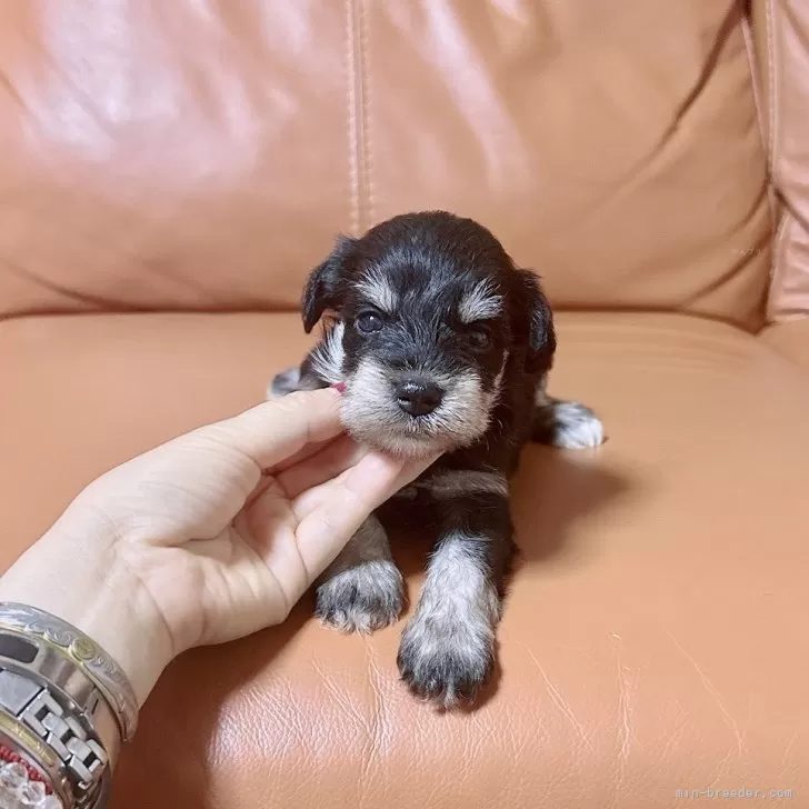 ID:2407-00237の子犬