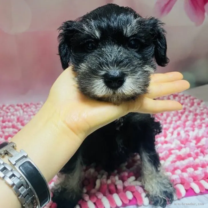 ID：2302-04365の子犬