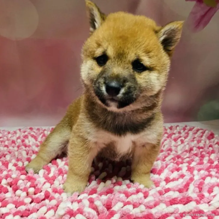 ID：2303-01013の子犬
