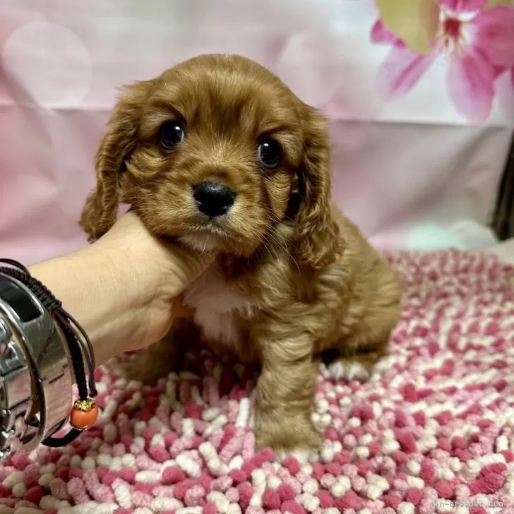 ID:2312-05016の子犬