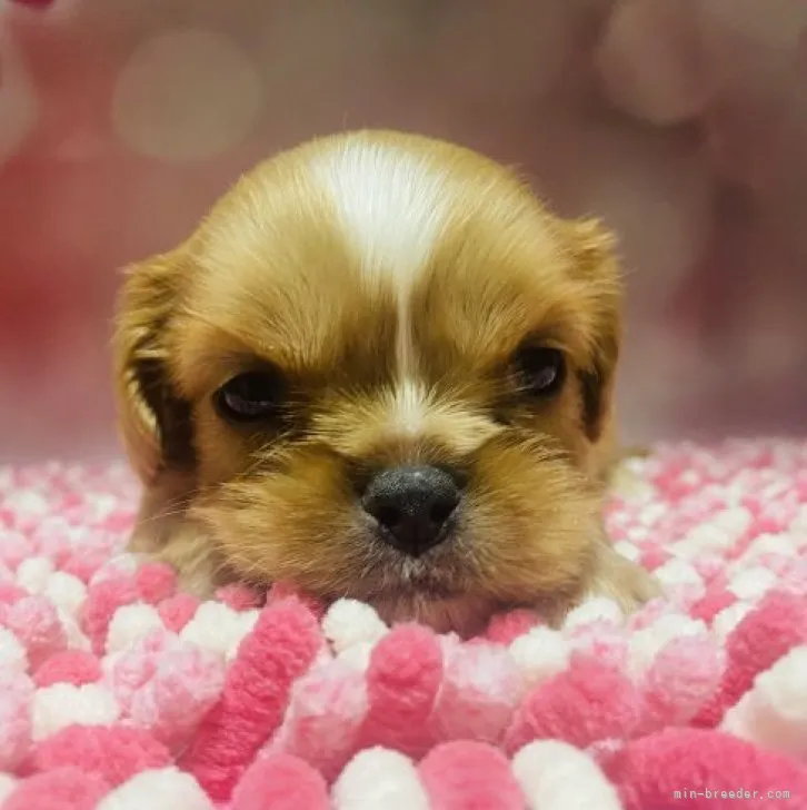 ID：2303-02242の子犬