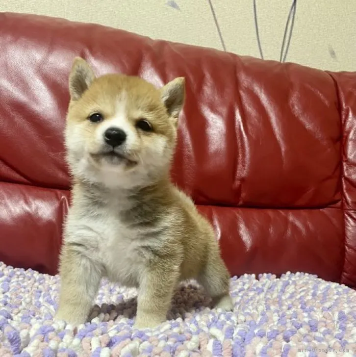 ID：2301-04806の子犬