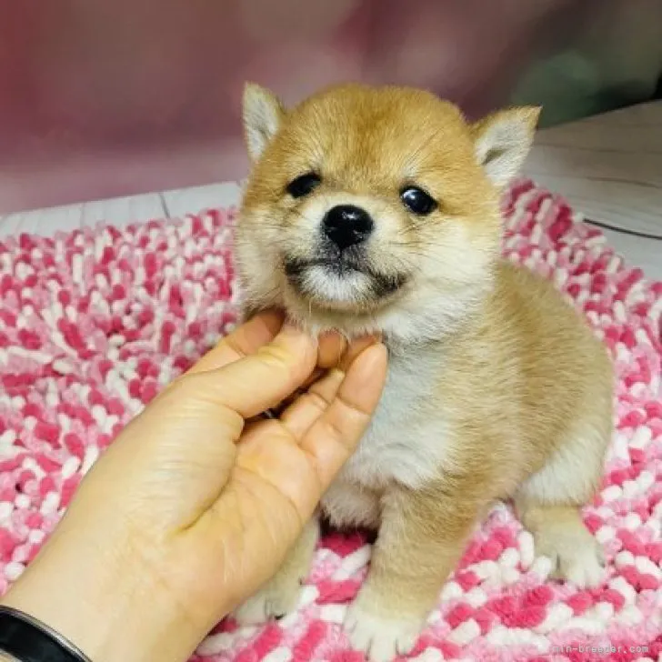 ID：2303-01011の子犬