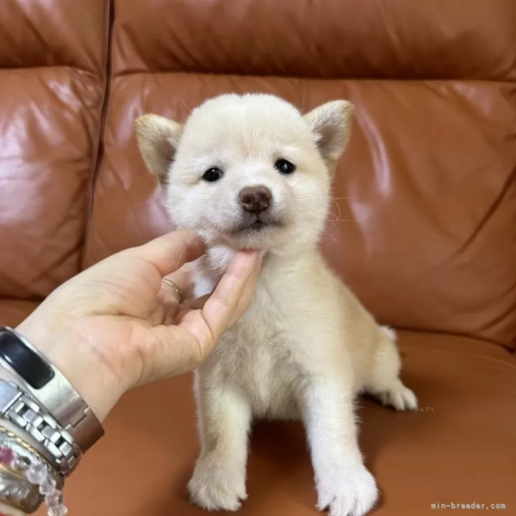 ID：2408-07610の子犬