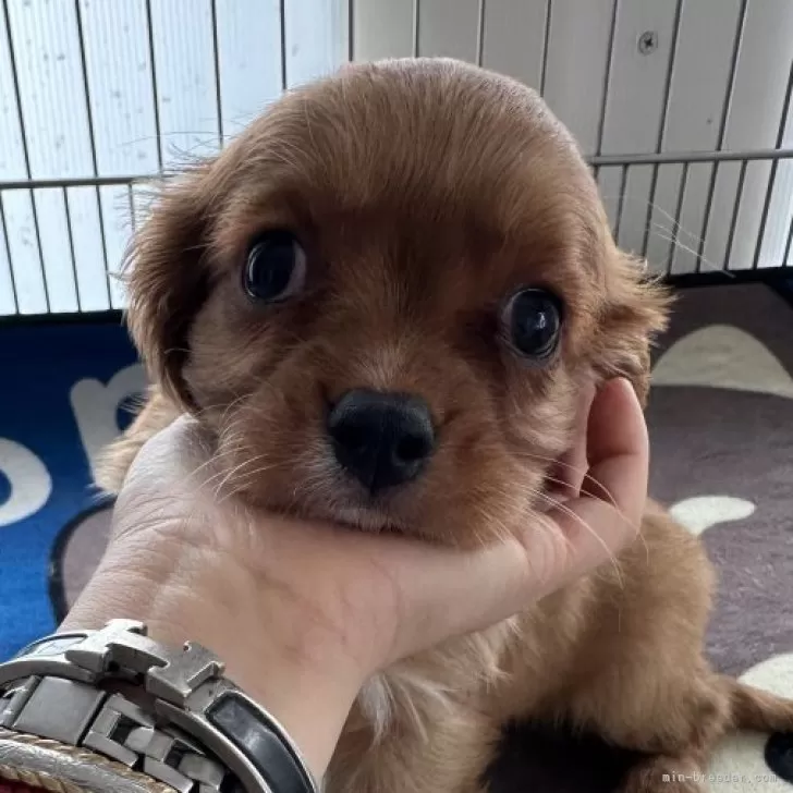 S.M 様のお迎えした子犬