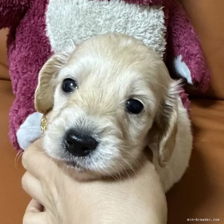 ID:2410-08138の子犬