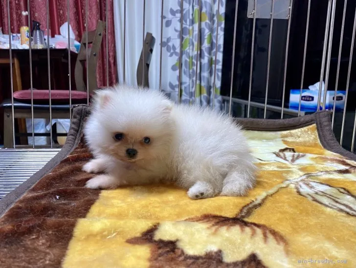 ID:2105-00903の子犬