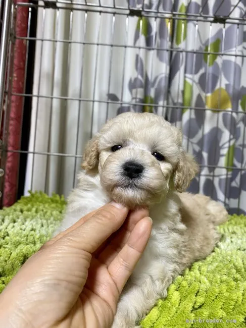 ID:2102-02766の子犬