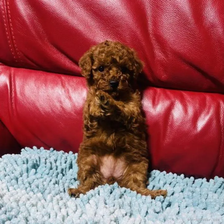 ID:2212-04891の子犬