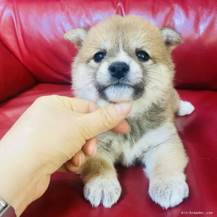 ID:2212-04751の子犬