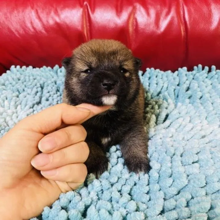 ID:2212-05026の子犬