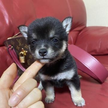 柴犬(豆柴)【群馬県・女の子・2022年6月30日・黑】の写真「可愛い💕女の子」