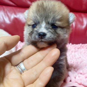 父豆柴✖️母ポメラニアン【群馬県・女の子・2022年12月28日・赤】の写真「美しいって毛ふわふわかわいいの女の子です。極小です」