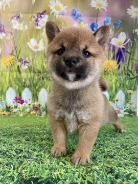 柴犬(豆柴)【群馬県・男の子・2022年5月29日・赤】の写真「可愛い💕男の子」