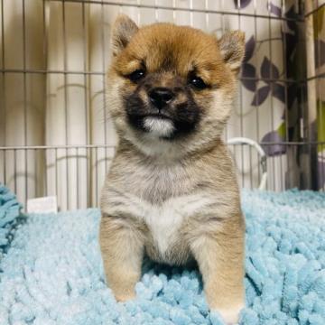 柴犬(豆柴)【群馬県・女の子・2022年10月4日・赤】の写真「極小豆柴の女の子です。」