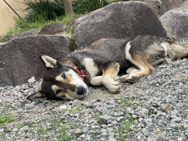 青木　正己(あおき　まさみ)ブリーダー(熊本県・柴犬・天然記念物縄文柴犬保存会登録)の紹介写真2