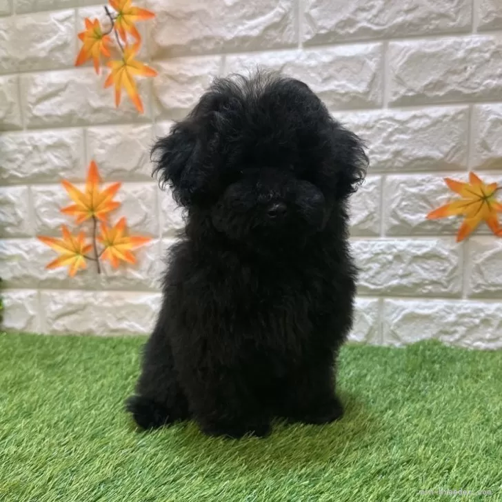 トイプードル(トイ)【愛知県・女の子・2025年7月18日・ブラック614】の写真1