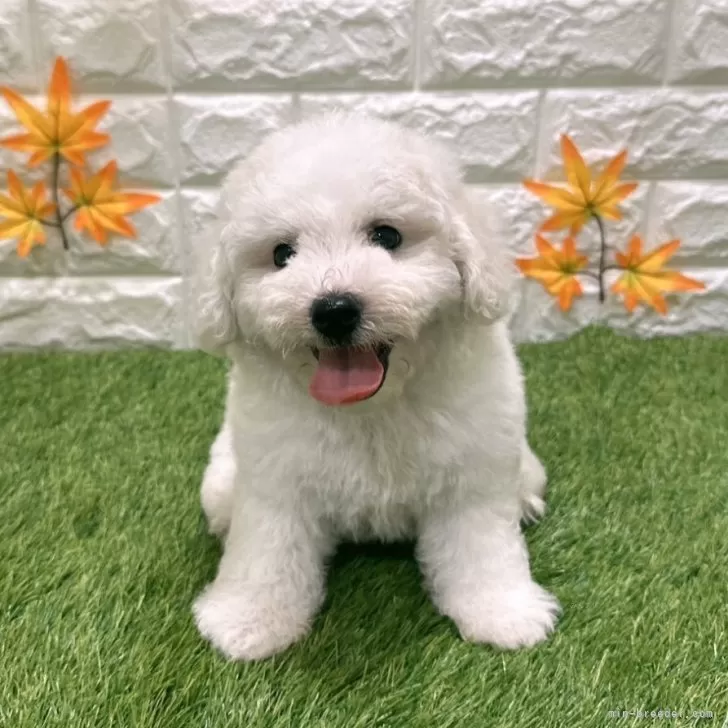 T.T 様のお迎えした子犬