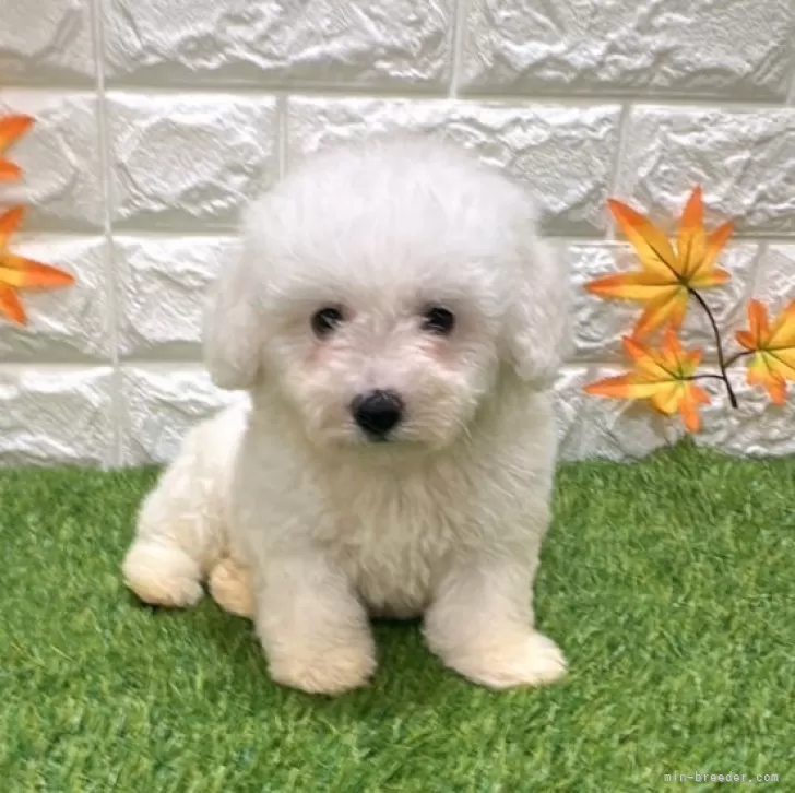 ポチ 様のお迎えした子犬