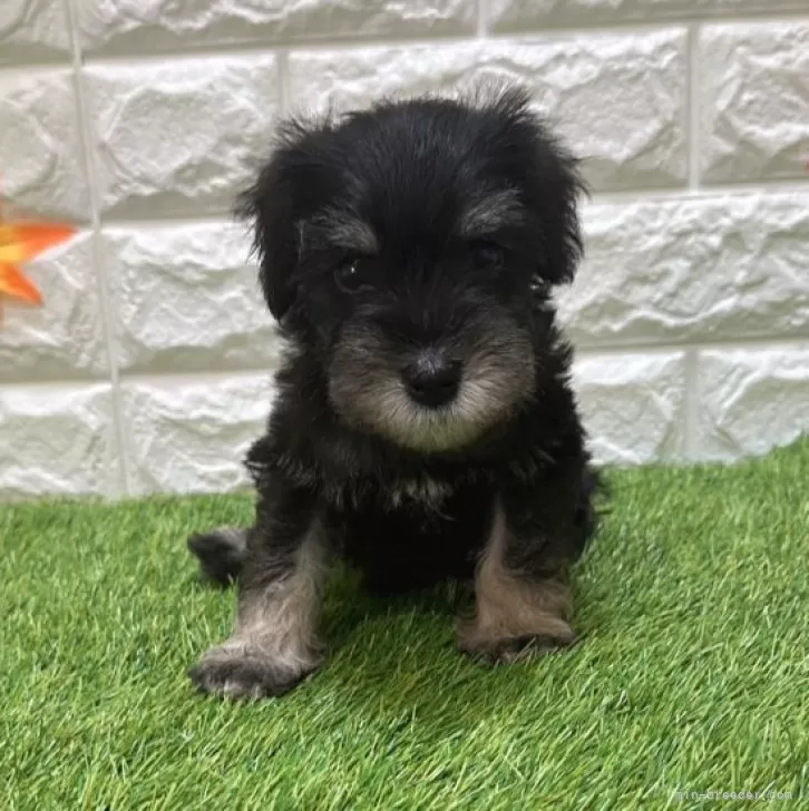 S.K 様のお迎えした子犬