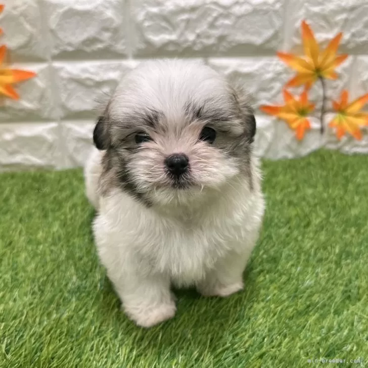 T.K 様のお迎えした子犬