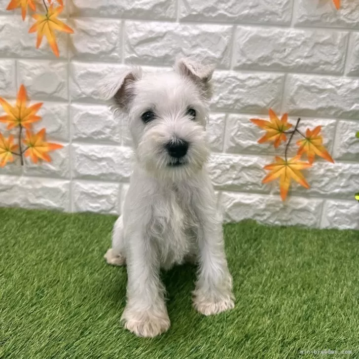 C.K 様のお迎えした子犬