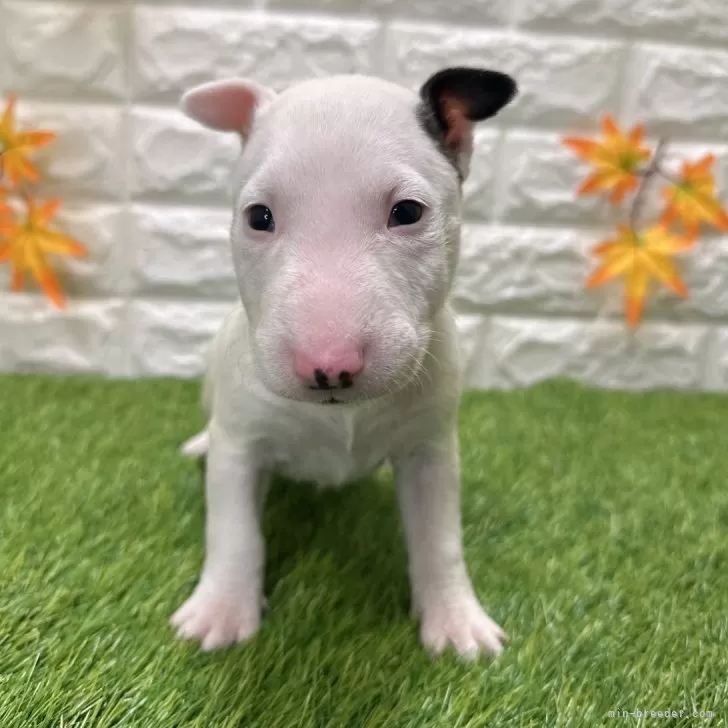 T.Ｉ 様のお迎えした子犬