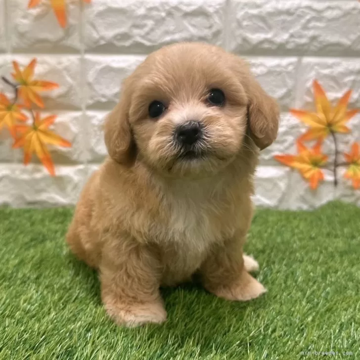 M.W 様のお迎えした子犬