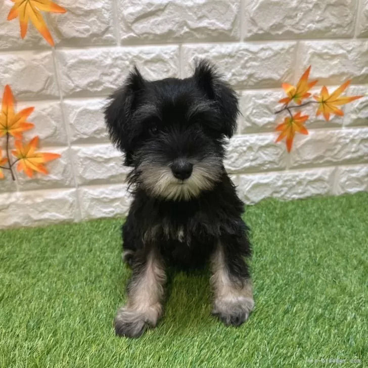 ミニチュアシュナウザー【愛知県・女の子・2025年7月25日・ブラック&amp;シルバー909】の写真1