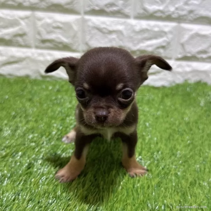 ゆずちゃん 様のお迎えした子犬