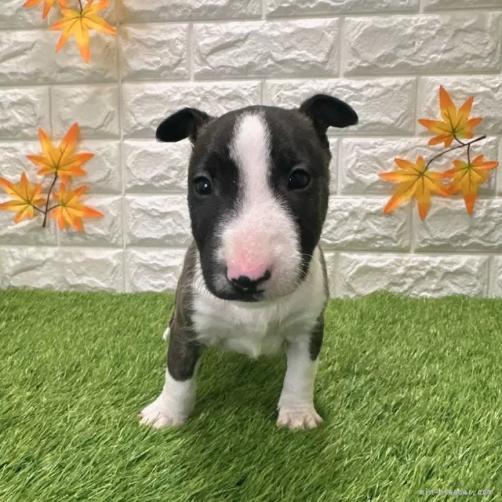 ミニチュアブルテリア【愛知県・男の子・2025年9月26日・ブリンドル&amp;ホワイト099】の写真1