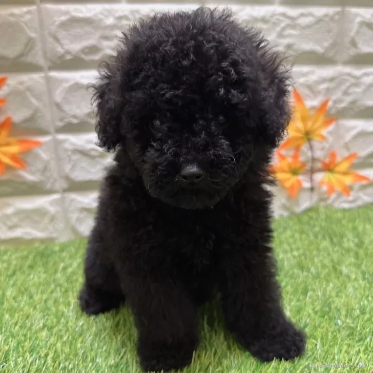 A.T 様のお迎えした子犬