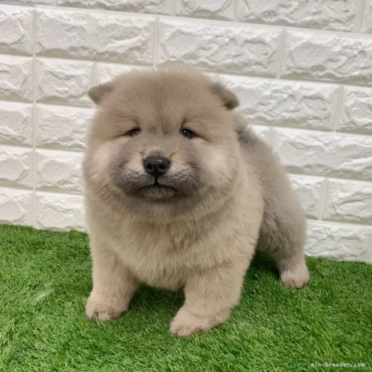 ID：2503-03705の子犬