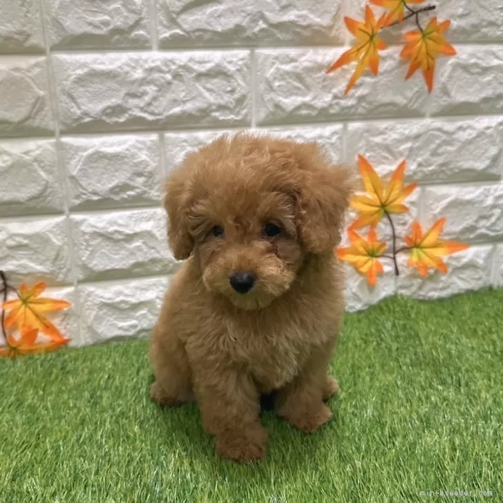 ID:2505-02330の子犬